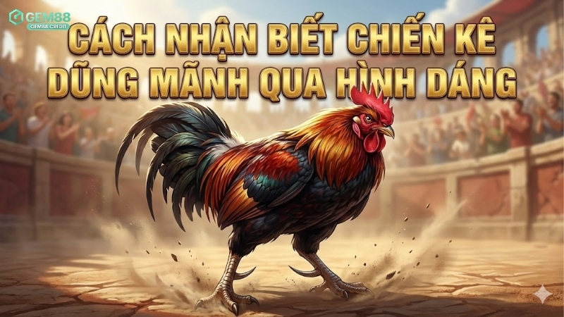 Cách nhận biết chiến kê dũng mãnh qua hình dáng 6 cach-nhan-biet-chien-ke-dung-manh-qua-hinh-dang